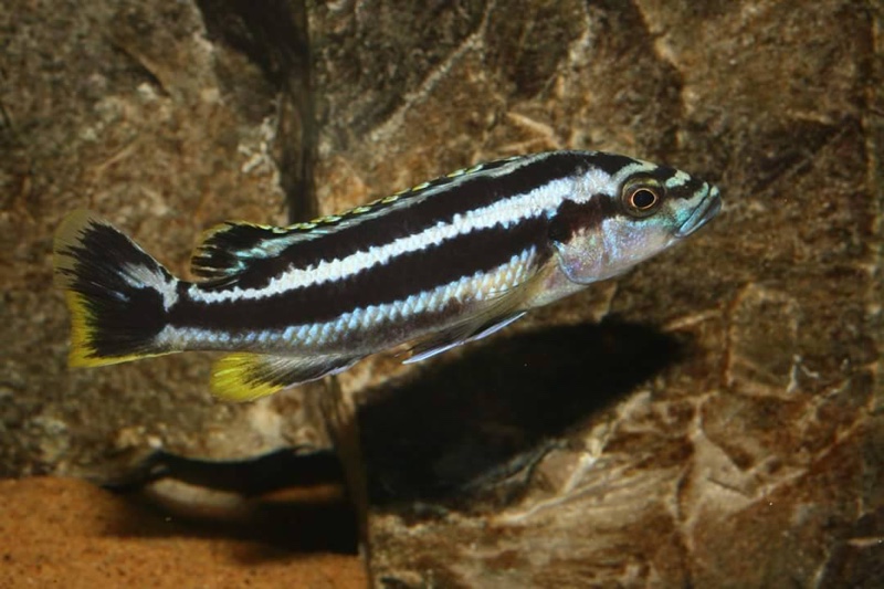 Melanochromis kaskazini